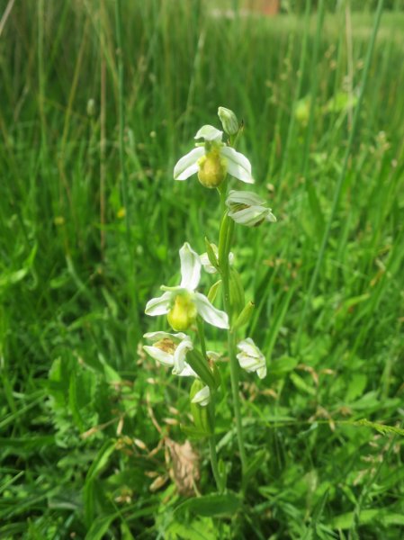 TRESORS DE MON JARDIN. Orchidée Ophrys Abeille jaune.  Dominique Monchaux